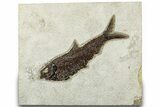 Detailed Fossil Fish (Knightia) - Huge For Species #314019-1